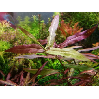 Полигониум Порто Вэлхо (Polygonum Porto Velho)