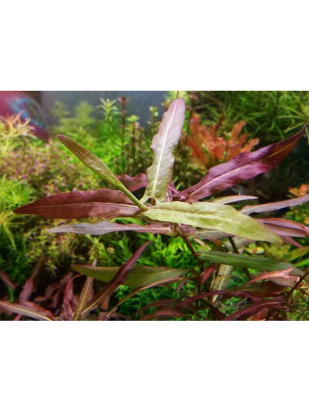 Полигониум Порто Вэлхо (Polygonum Porto Velho)