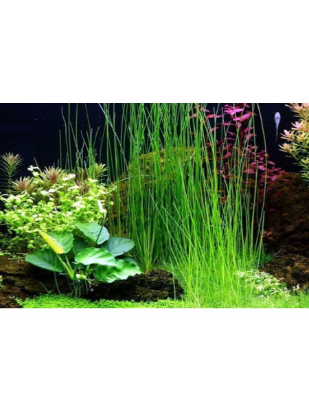 Ситняг Гигантский (Eleocharis sp.Хingu)