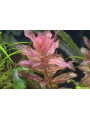 Ротала макрандра тигр (Rotala macrandra variegated)