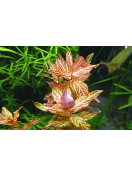Ротала макрандра тигр (Rotala macrandra variegated)
