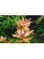 Ротала макрандра тигр (Rotala macrandra variegated) Ротала макрандра тигр (Rotala macrandra variegated)