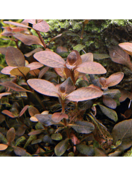Людвигия сенегальская,Мехико(Ludwigia senegalensis, Ludwigia sp. Mexico)