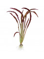 Апоногетон курчавый красный (Aponogeton crispus Red)