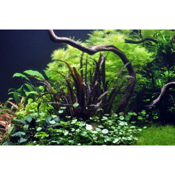 Апоногетон курчавый красный (Aponogeton crispus Red)