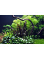 Апоногетон курчавый красный (Aponogeton crispus Red) Апоногетон курчавый красный (Aponogeton crispus Red)