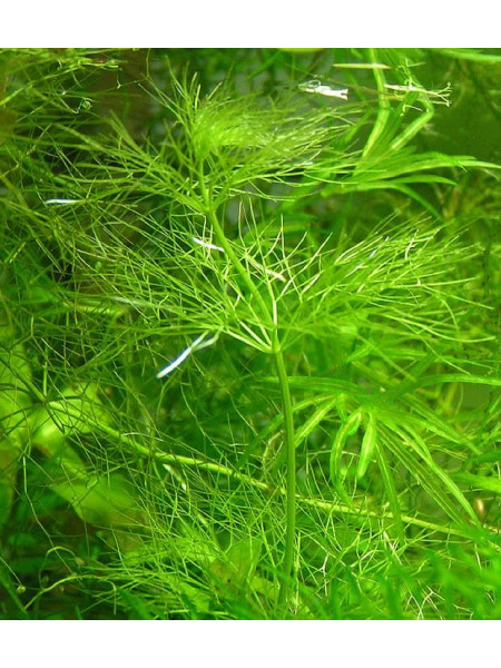 Лимнофила Гвинея игольчатая Limnophila Guinea