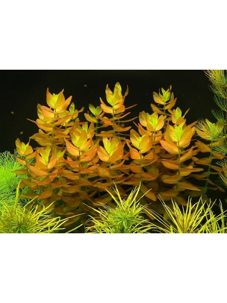 Бакопа Колората Bacopa Colorata