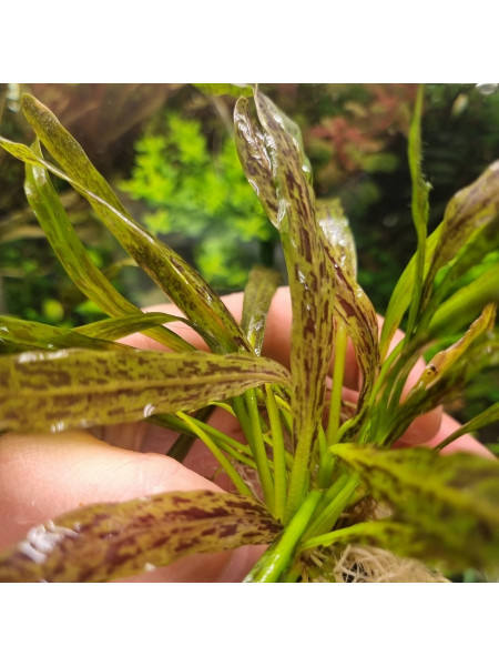 Echinodorus "Дорога короедов"