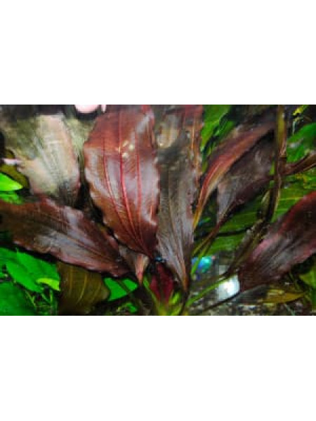 Эхинодорус Мичуринец Филиппова (Echinodorus The Color of Myster)