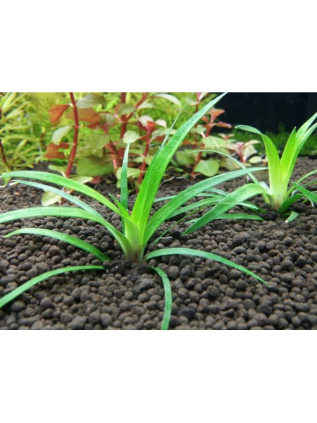 Эриокаулон Вьетнам (Eriocaulon sp. Vietnam)