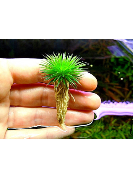 Эриокаулон Ратонагириуни (Eriocaulon sp. Ratonagiriuni)