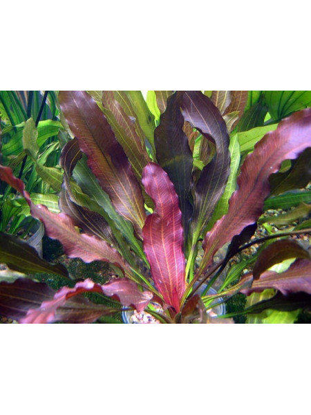 Эхинодорус Синусоид (Echinodorus Sinusoid)