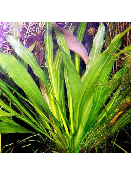 Эхинодорус уругвайский (Echinodorus uruguayensis)