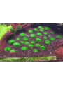 Эриокаулон Ратонагириуни (Eriocaulon sp. Ratonagiriuni)