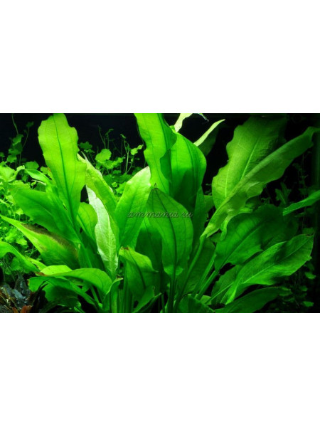 Эхинодорус Блехера (Echinodorus bleheri или paniculatus)
