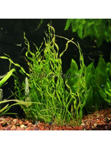 Эхинодорус Везувий (Echinodorus Vesuvius) (5 метелок)
