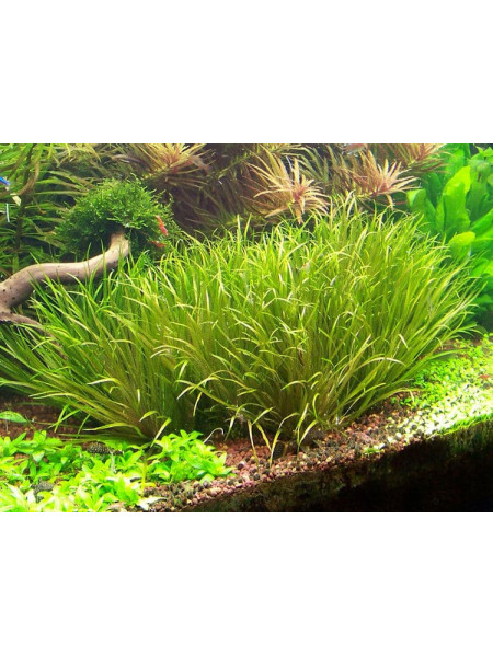 Бликса японская (Blyxa japonica) (пучок 5 кустов)