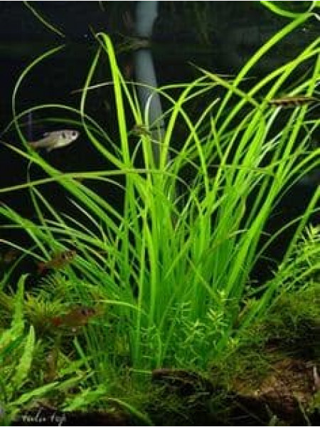 Эриокаулон бревискапум (Eriocaulon breviscapum)