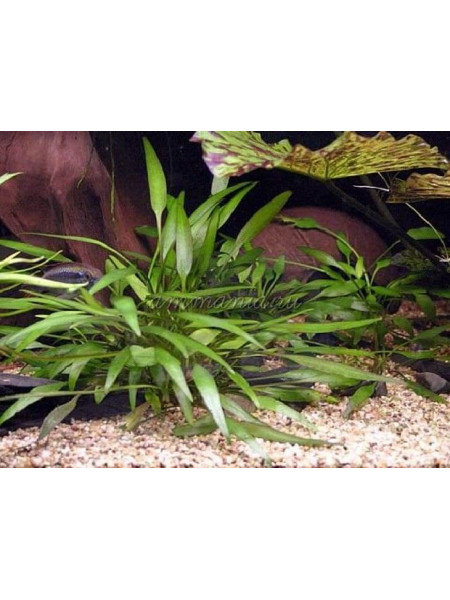 Криптокорина Невилля (Cryptocoryne nevillii)