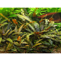 Криптокорина Вендта Коричневая (Cryptocoryne wendtii Brown)