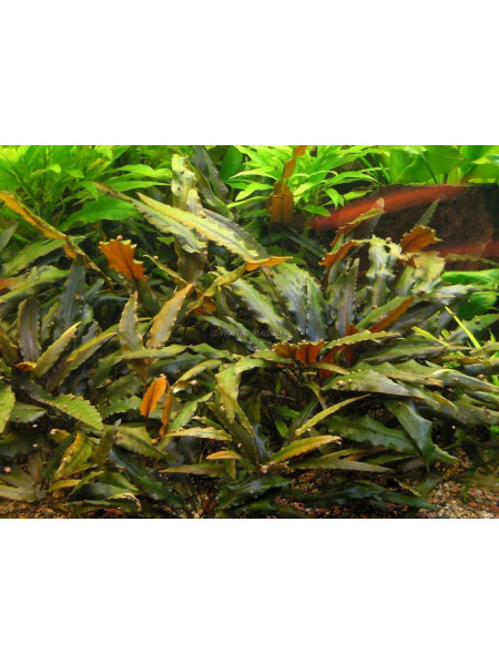 Криптокорина Вендта Коричневая (Cryptocoryne wendtii Brown)