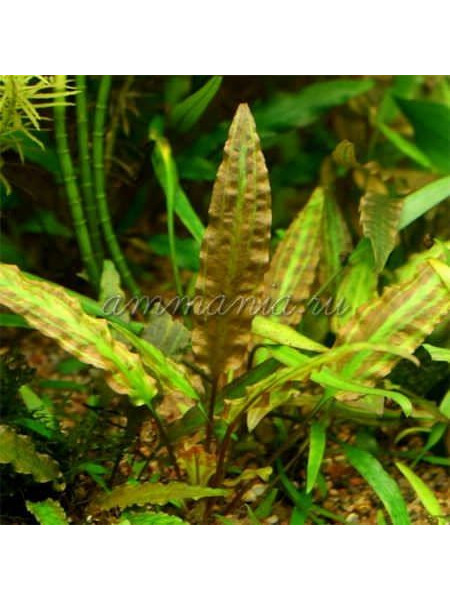 Криптокорина валкера  Cryptocoryne walkeri