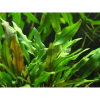 Криптокорина желтая (Cryptocoryne lutea)