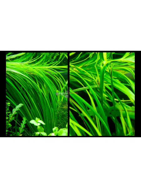 Циперус Хелфера (Cyperus helferi)