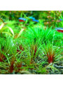 Эриокаулон малаятор (Eriocaulon sp. Malaytor)
