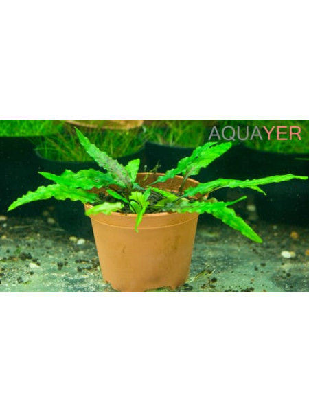Криптокорина Вендта нана (Cryptocoryne wendtii nana) пучок 6 кустов