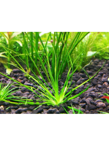 Эриокаулон малаятор (Eriocaulon sp. Malaytor)