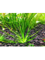 Эриокаулон малаятор (Eriocaulon sp. Malaytor)