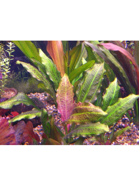 Эхинодорус Назгул (Echinodorus Nazgul)