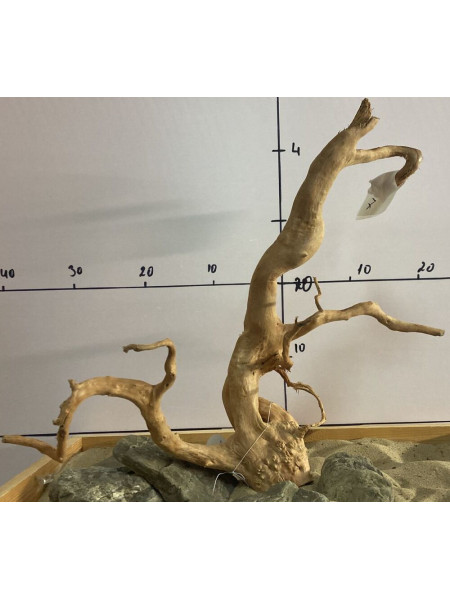 Коряга сакура-7