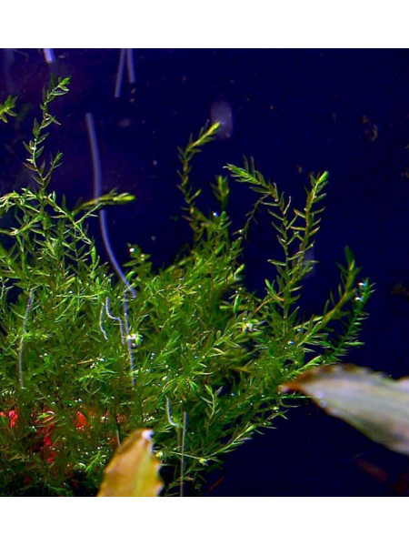 Durieus Quell moss