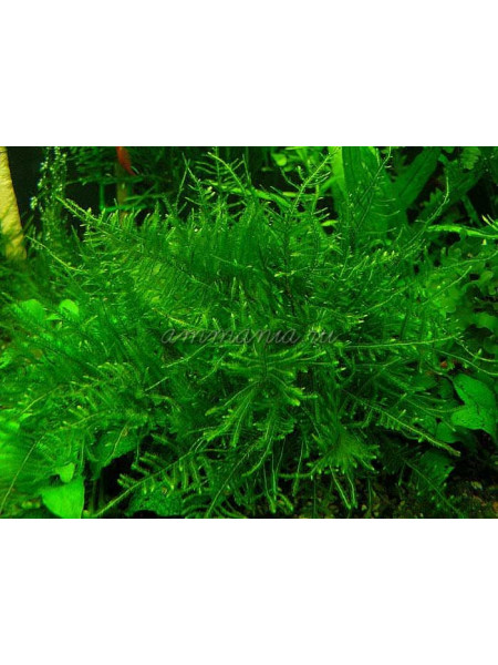 Мох Анхор (Anchor Moss - Taxiphyllum sp.)