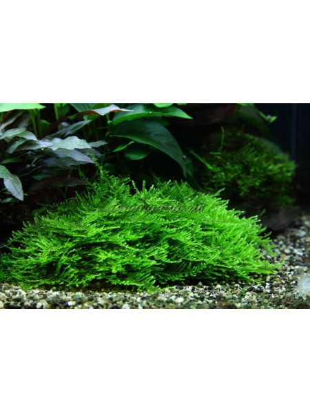 Мох кристмас «Christmas moss»