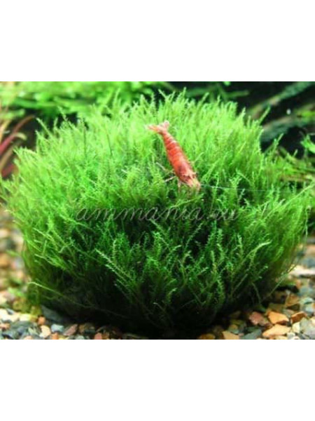 Мох Нано (Amblystegium serpens - Nano moss)