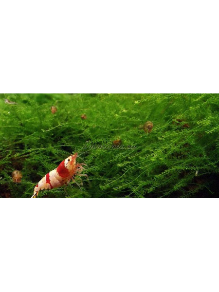 Мох квин (Queen moss)