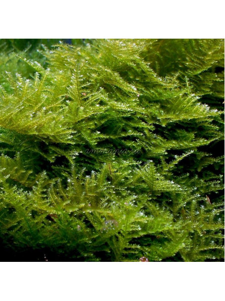Мох Сингапур (Vesicularia dubyana - Singapore Moss)