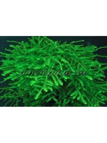 Мох Спайки (Taxiphyllum sp. - Spiky Moss)