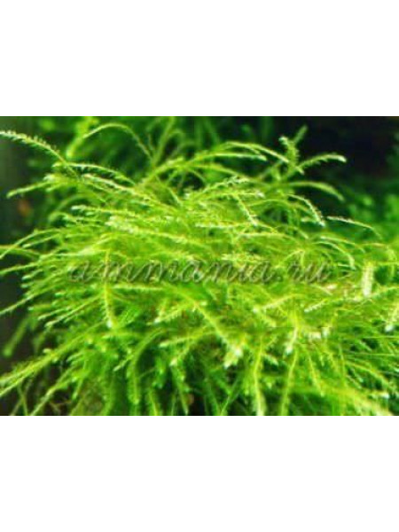 Мох Тайвань мини (Isopterygium sp. - Mini Taiwan moss)