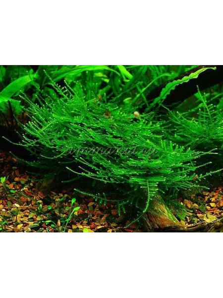 Мох Тайвань (Taiwan Moss - Taxiphyllum alternans)