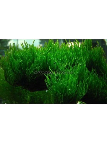 Мох пламя (Taxiphyllum sp. Flame, Flame moss)