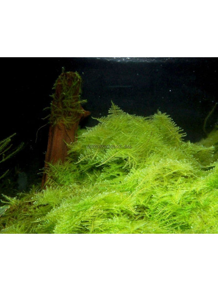 Мох Треугольный (Triangle Moss - Cratoneuron filicinum)