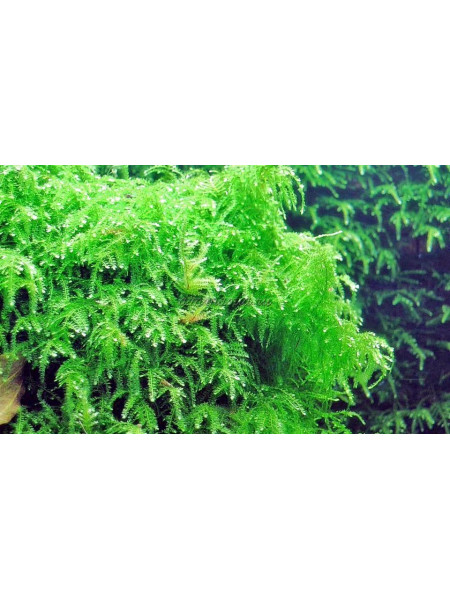 Мох Випинг (Vesicularia ferriei - Weeping Moss)