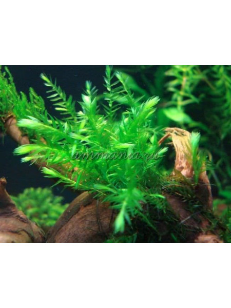 Мох Виллоу (Willow Moss)