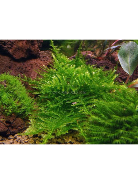 Moss na №2 mini