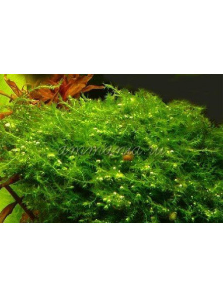 Мох Бабл (moss sp. Bubble)